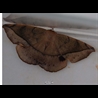 thumbnail Papillon de nuit. Martinique
