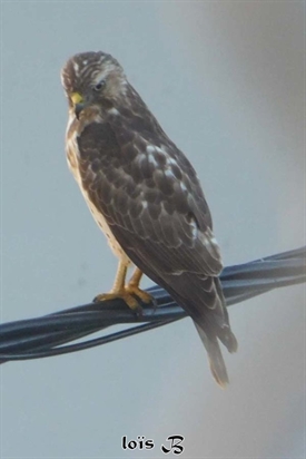 Oiseau migrateur La Petite buse Martinique. Malfini.