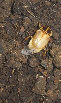 un hanneton dans le sol