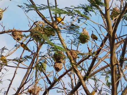 Nids d'oiseaux. Tisserin gendarme. Véritable chefs-d'oeuvre.