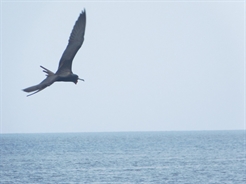 fregate superbe planant sur la la mer 