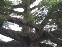 les branches horizontales du fromager