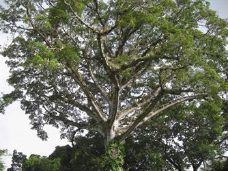 un fromager et ses branches horizontales