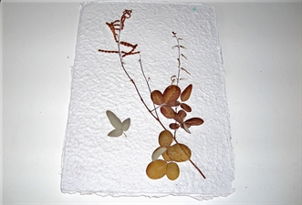 Le cousin grande savane plante tropicale