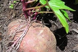 la patate douce en germination