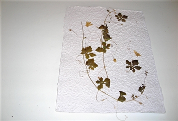 Paoka ou Pomme-coulie