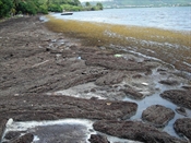Les Algues Sargasses se dégradent avec apparition d'un gaz H2S.