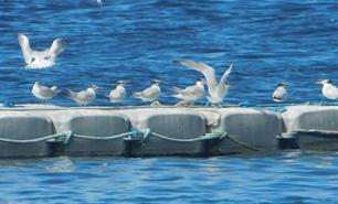 des sternes royales sur la mer caraibes au carbet martinique