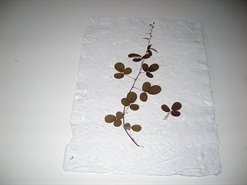 herbier sur du papier recycle
