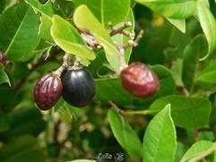 variété d' icaques à la peau bleue noire