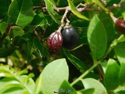 variété d'icaques à la peau bleue noire