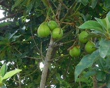 une variete d'avocat forme en boule