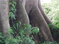 les contreforts du fromager