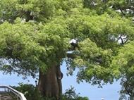 le fromager de saint pierre en martinique